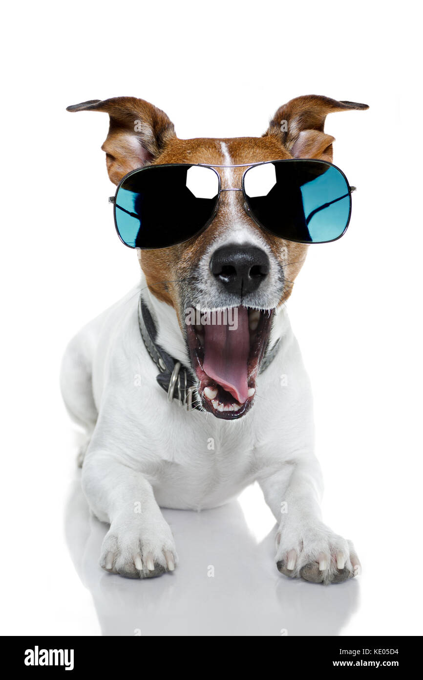dog sunglasses funny Stock Photo Alamy