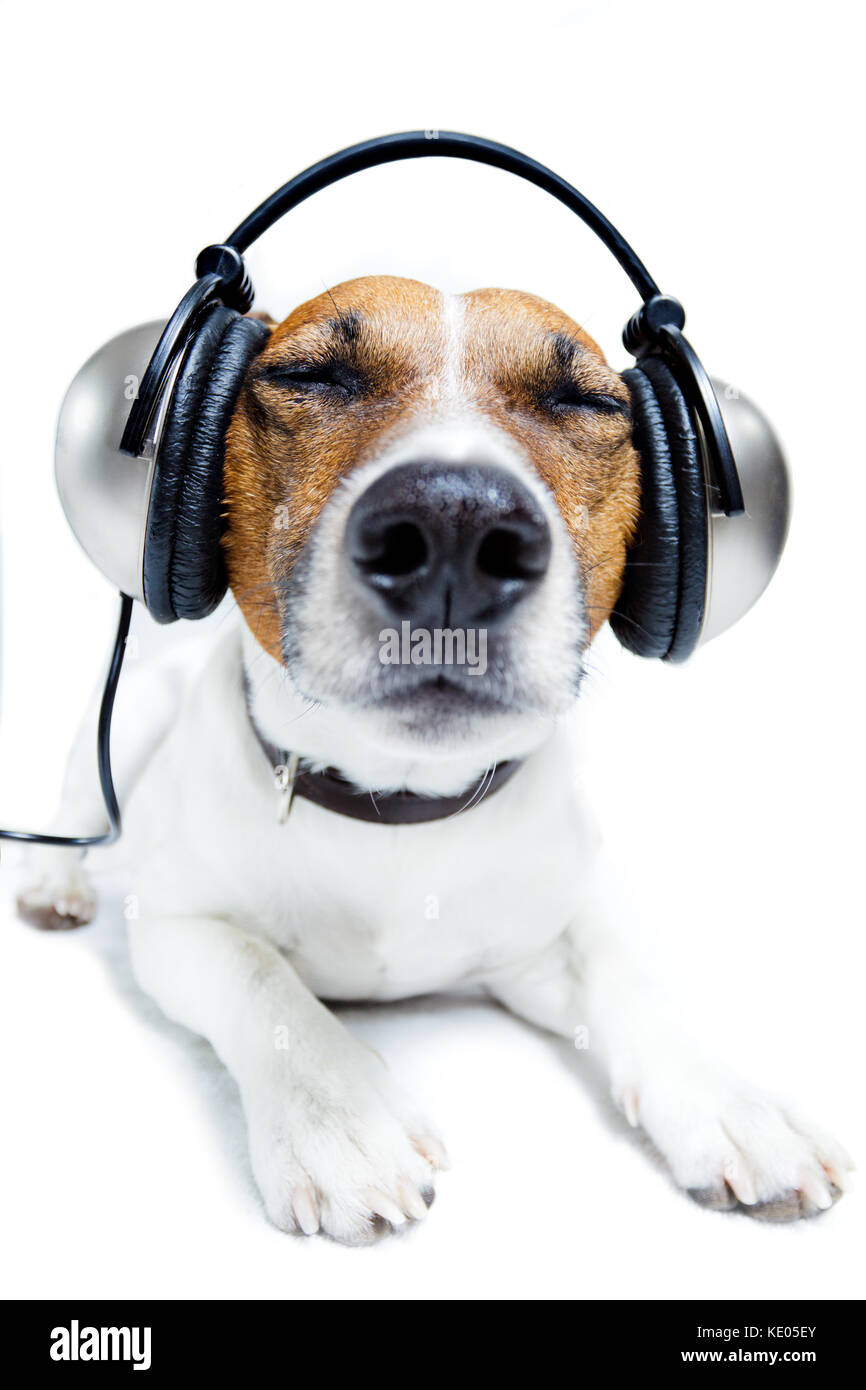 dog listening to music with earphones Stock Photo - Alamy