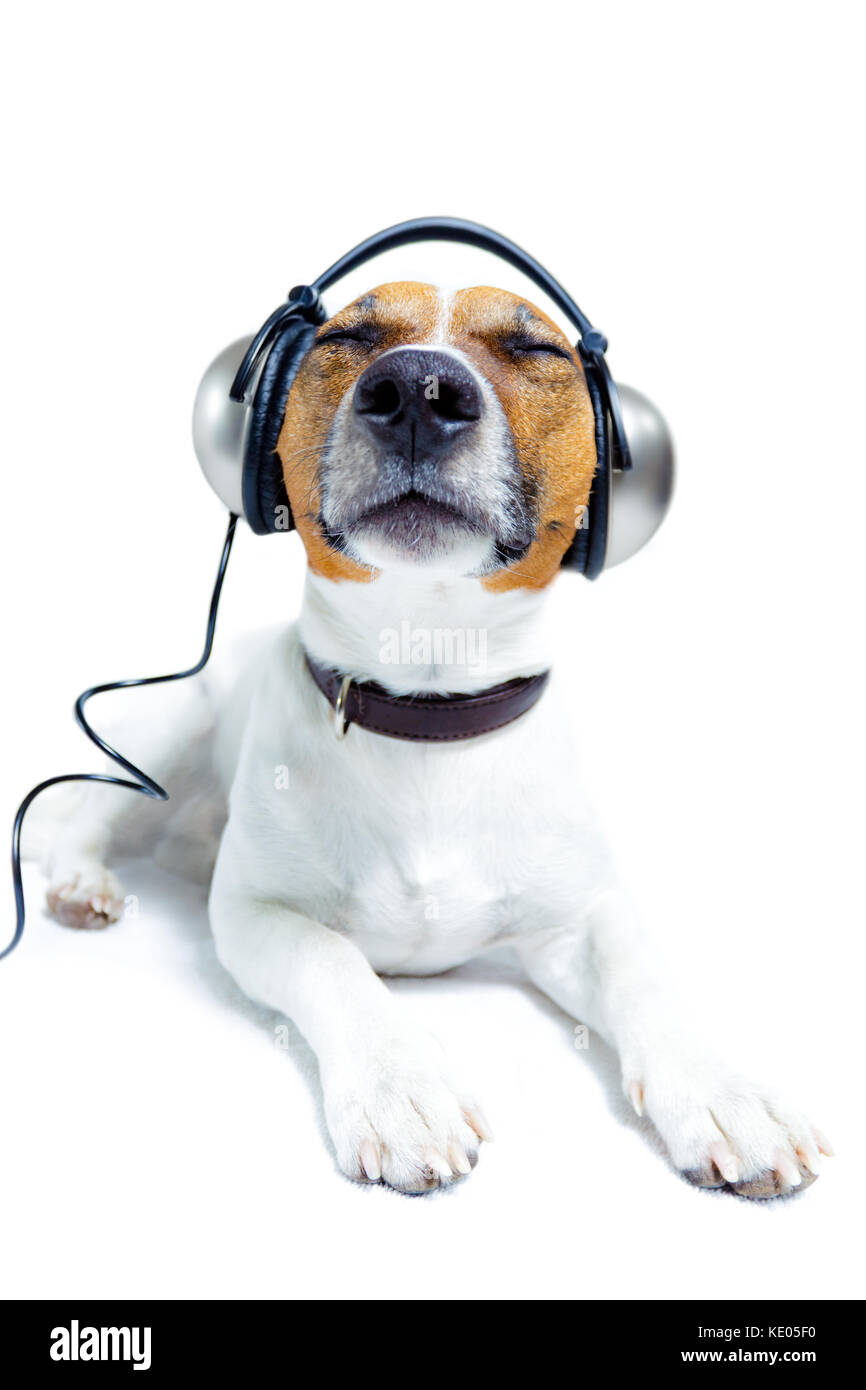 dog listening to music with earphones Stock Photo Alamy
