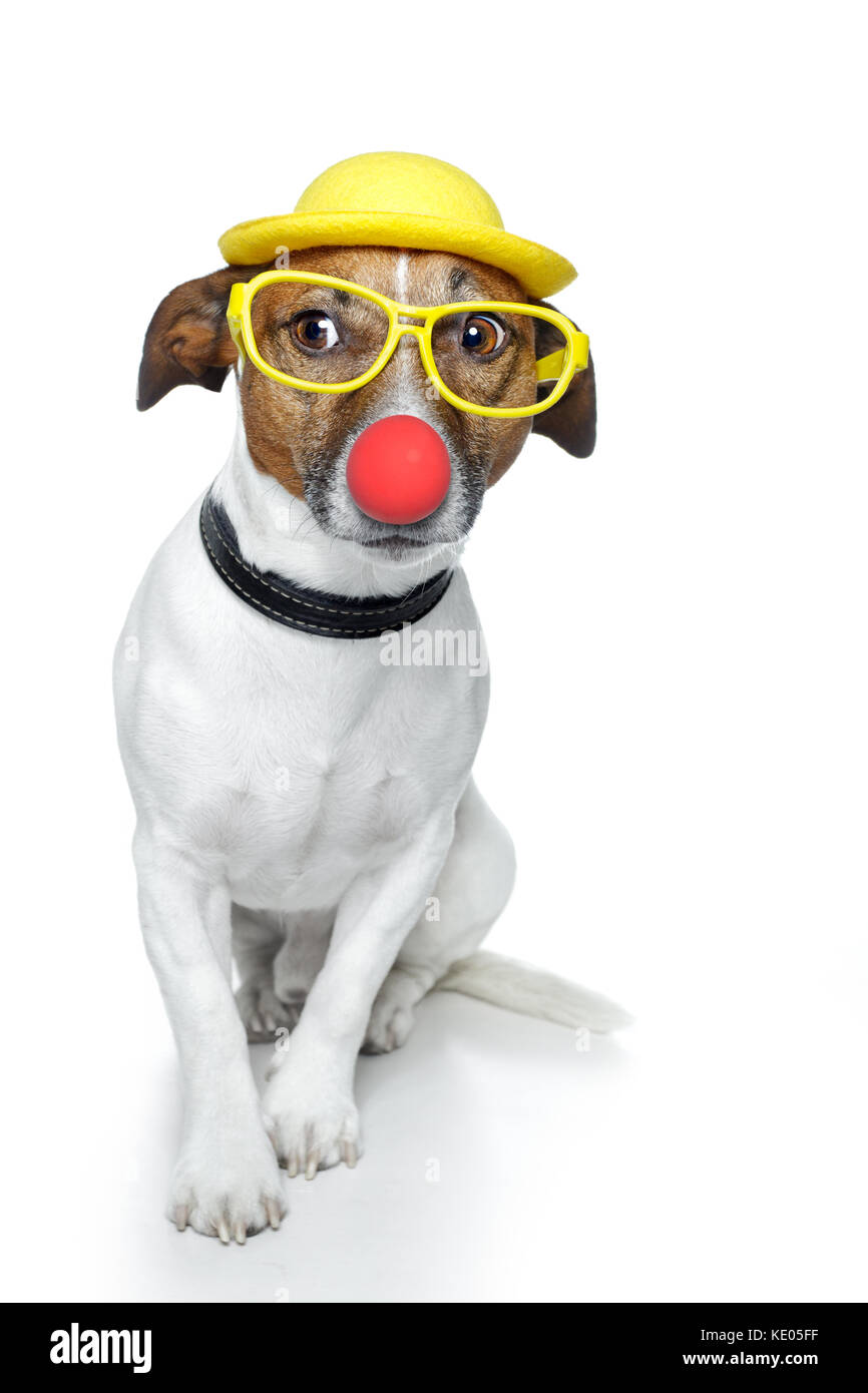 funny dog nose hat glasses Stock Photo Alamy