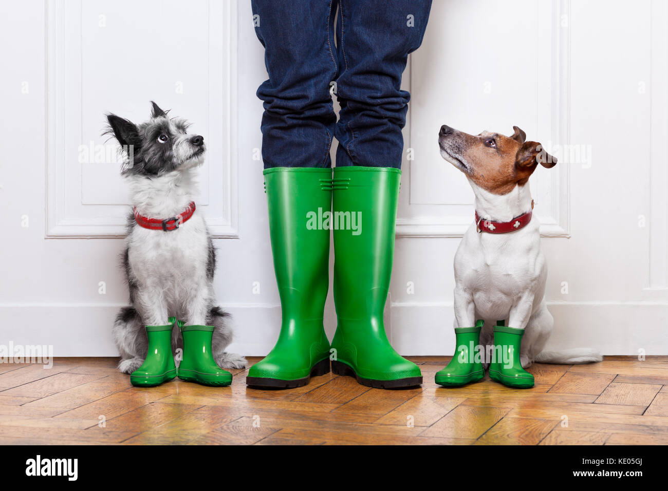two terrier dogs waiting to go walkies in the rain at the front door at home  Stock Photo - Alamy