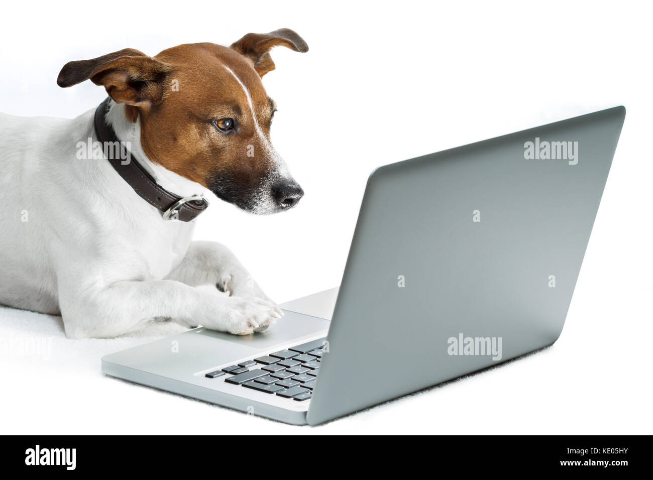 dog using laptop pc computer Stock Photo Alamy