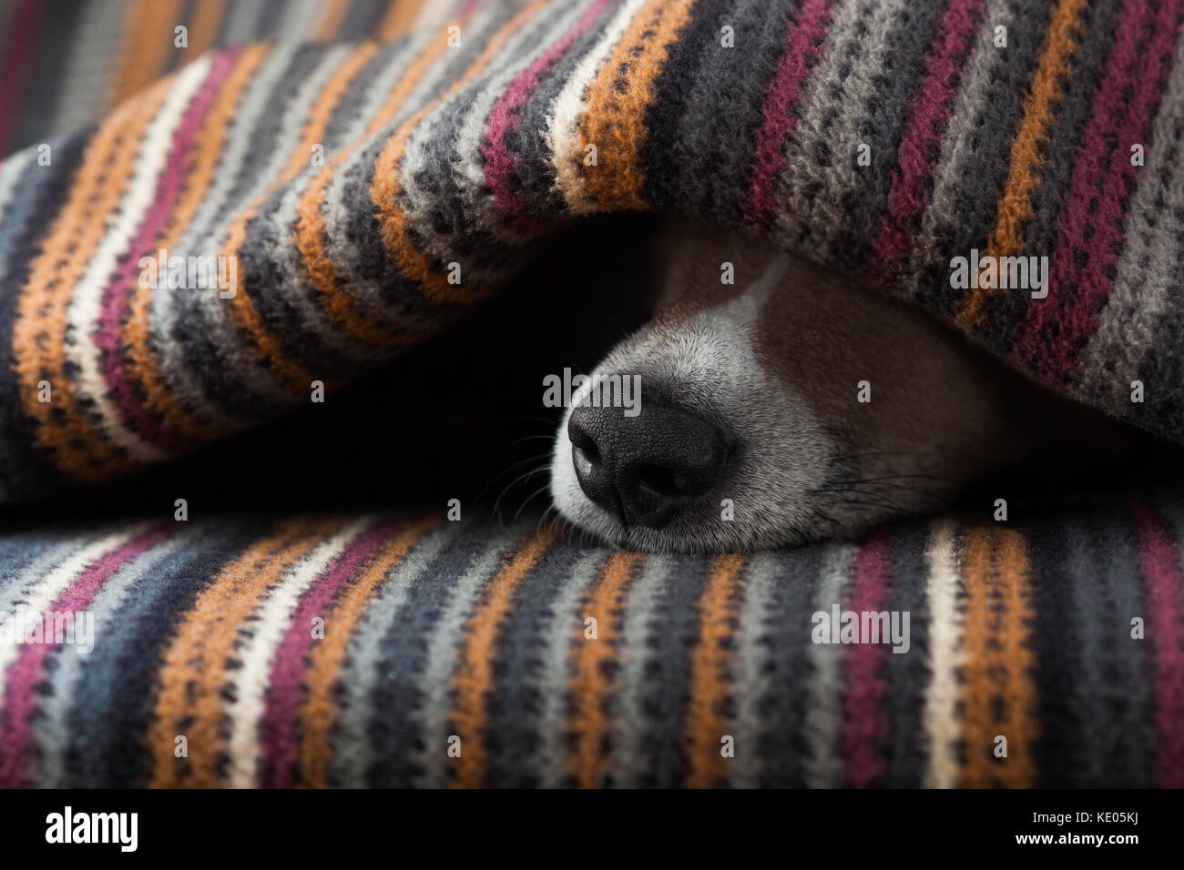 jack russell dog sleeping under the blanket in bed the bedroom, ill