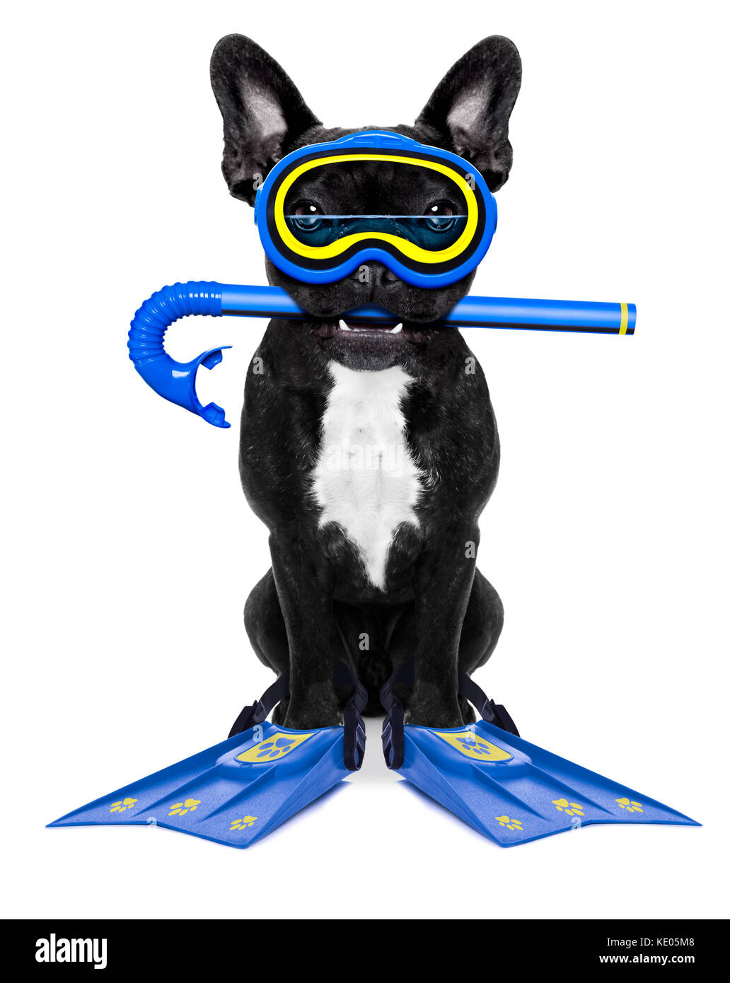 Snorkeling scuba diving french bulldog dog with mask and fins , isolated on white background