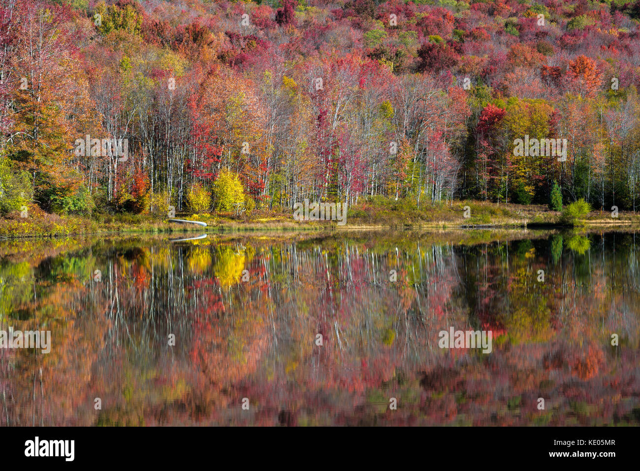 Colorful autumn foliage reflects on the smooth surface of a mountain lake in the Canaan Valley, West Virginia, USA Stock Photo