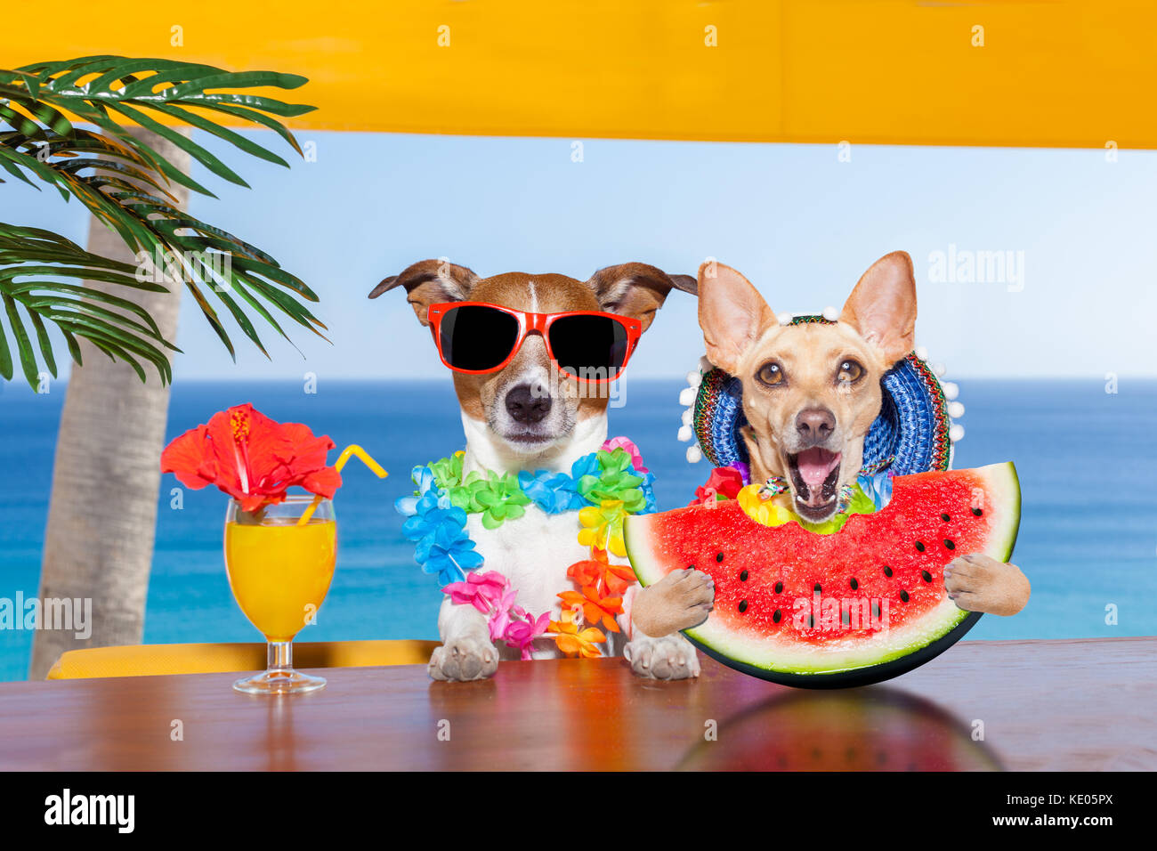 funny couple of dogs drinking cocktail at the bar in a beach club party