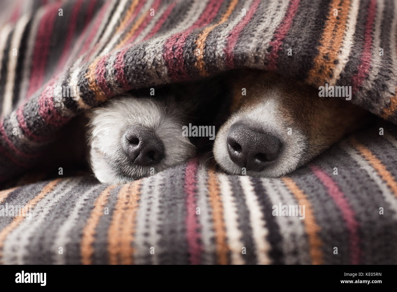 Why Do Dogs Like To Cuddle Under Blankets