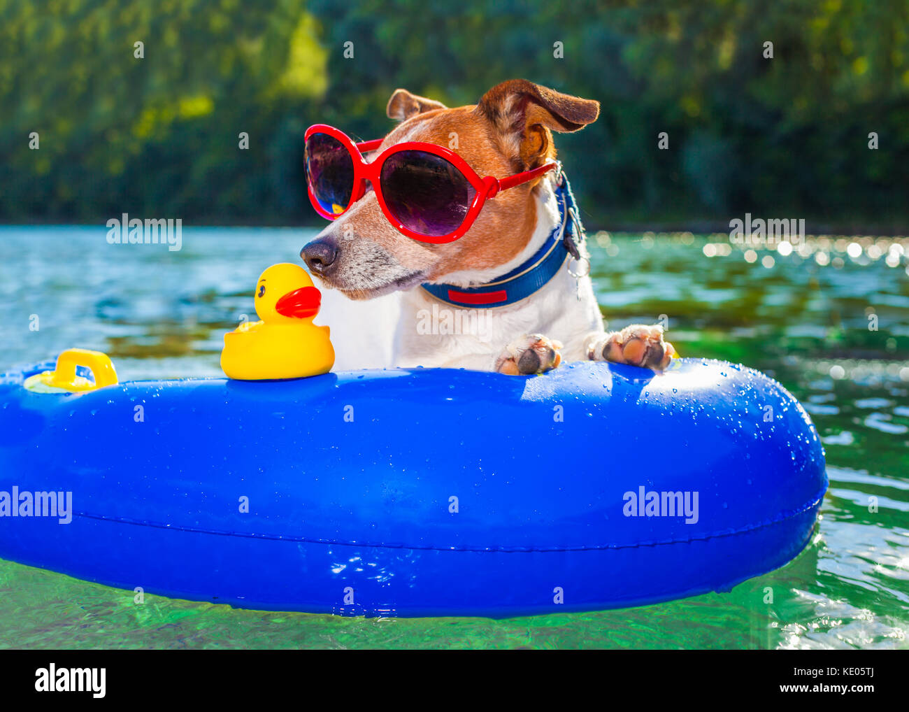 jack russell dog sitting on an inflatable  mattress in water by the  sea, river or lake in summer holiday vacation , rubber plastic toy included Stock Photo