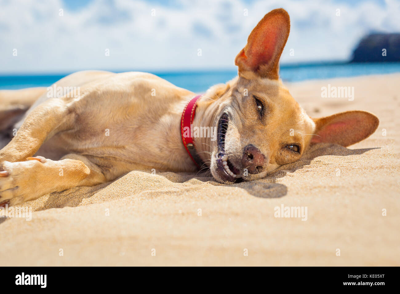 chihuahua dog relaxing and resting , lying on the sand at the beach on
