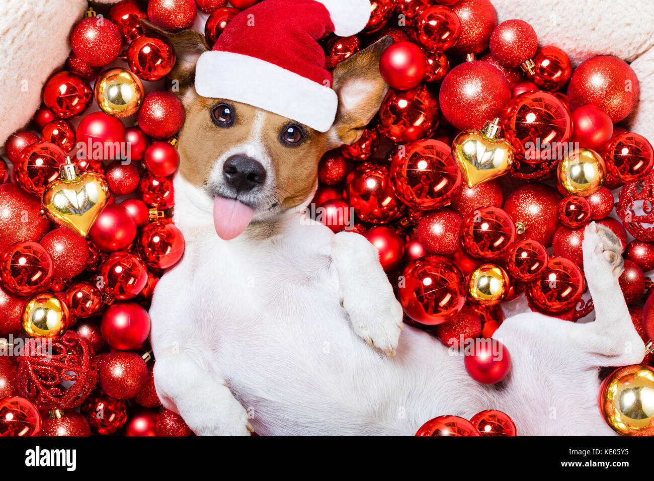 Jack russell sale christmas
