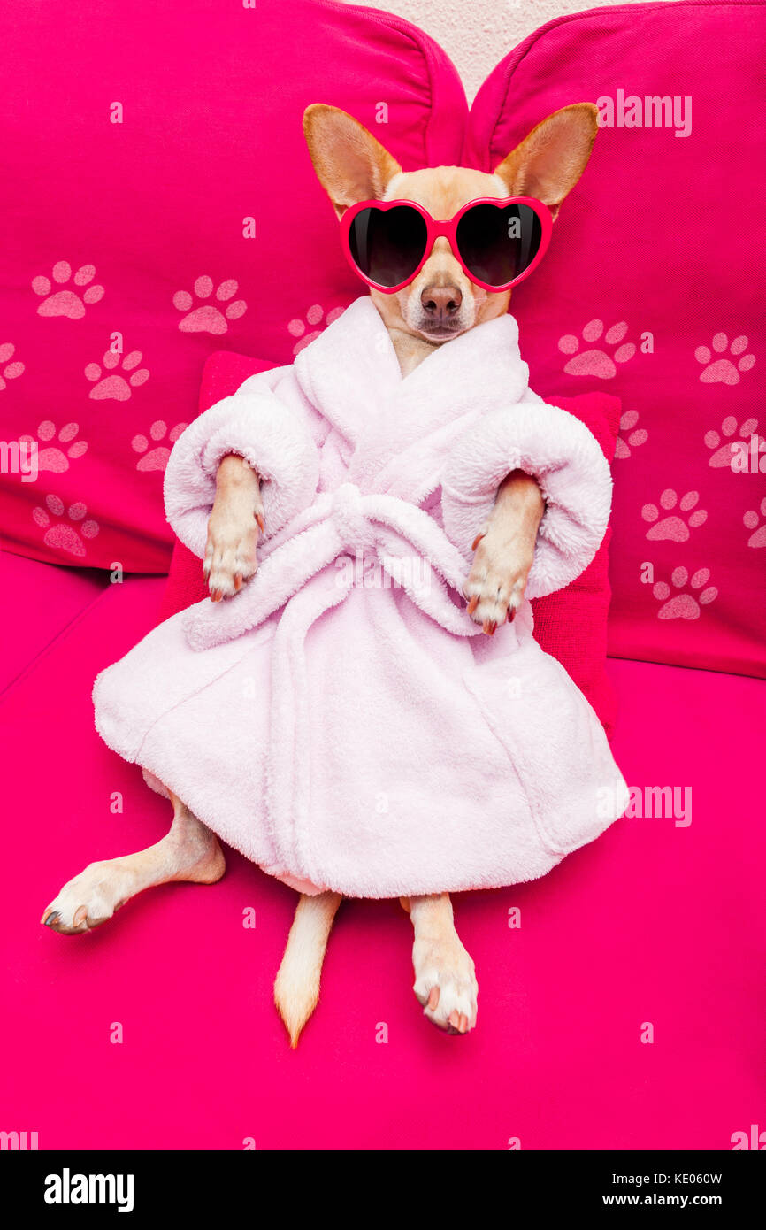 chihuahua dog relaxing and lying, in spa wellness center ,wearing a  bathrobe and funny sunglasses Stock Photo - Alamy