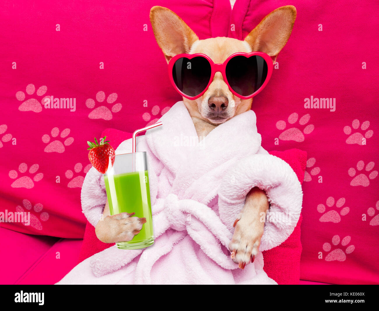 Chihuahua Bathrobe Chihuahua Bathrobe