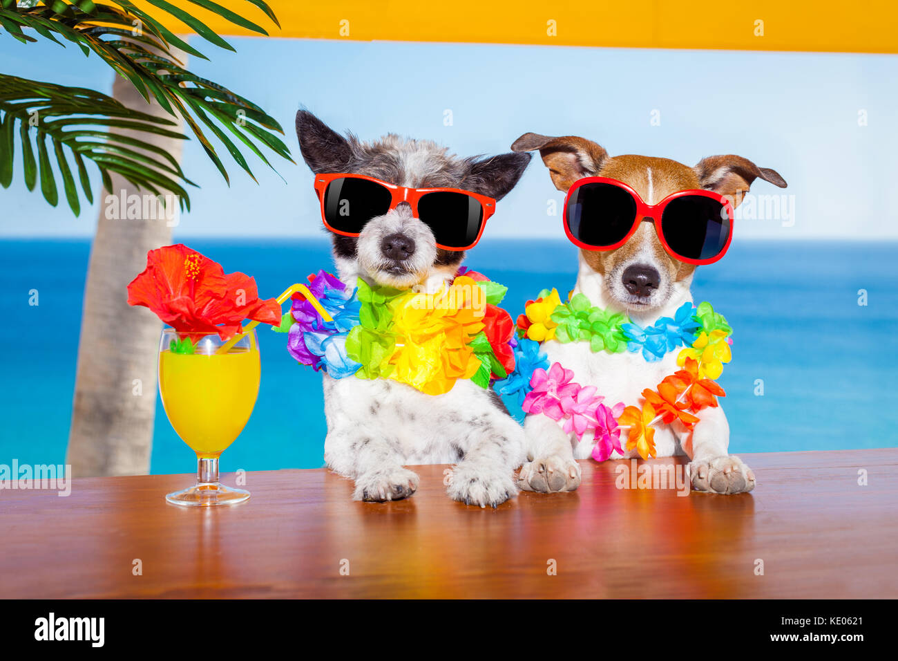 funny cool couple of  dogs drinking cocktails at the bar in a  beach club party with ocean view on summer vacation holidays for honeymoon trip Stock Photo