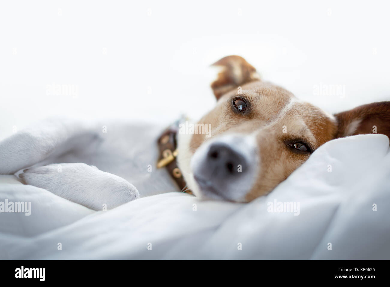 Why do jack russells like to top sleep under the covers
