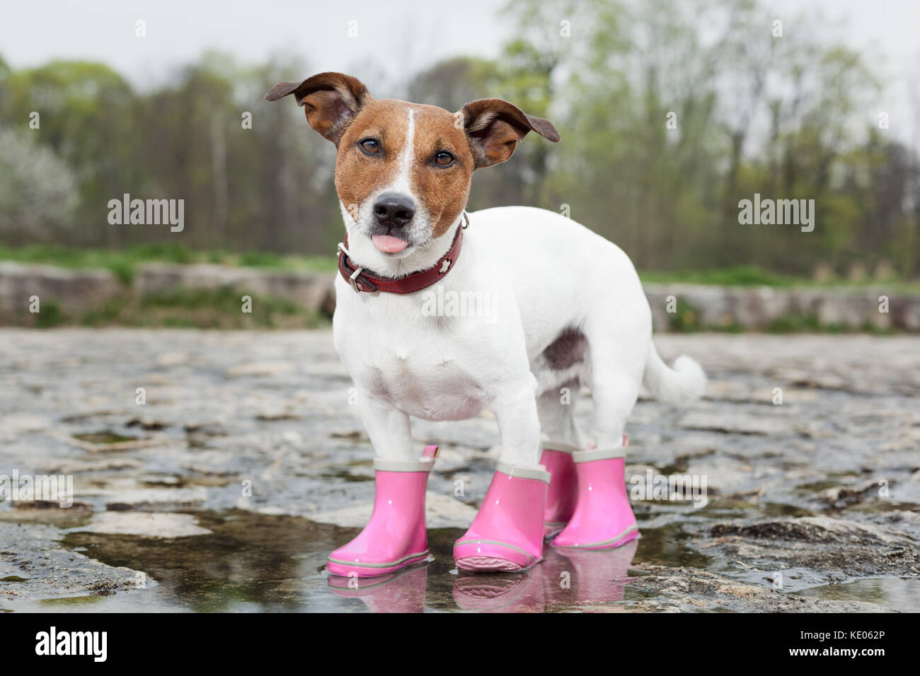 jack russell boots