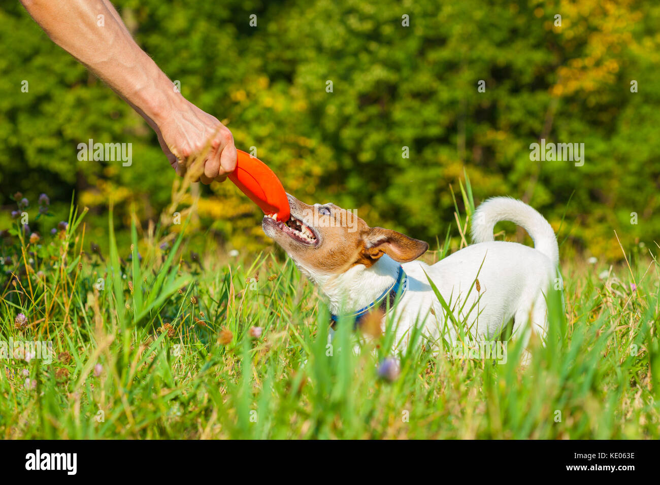 jack russell dog catching a flying disc and fighting with owner for the