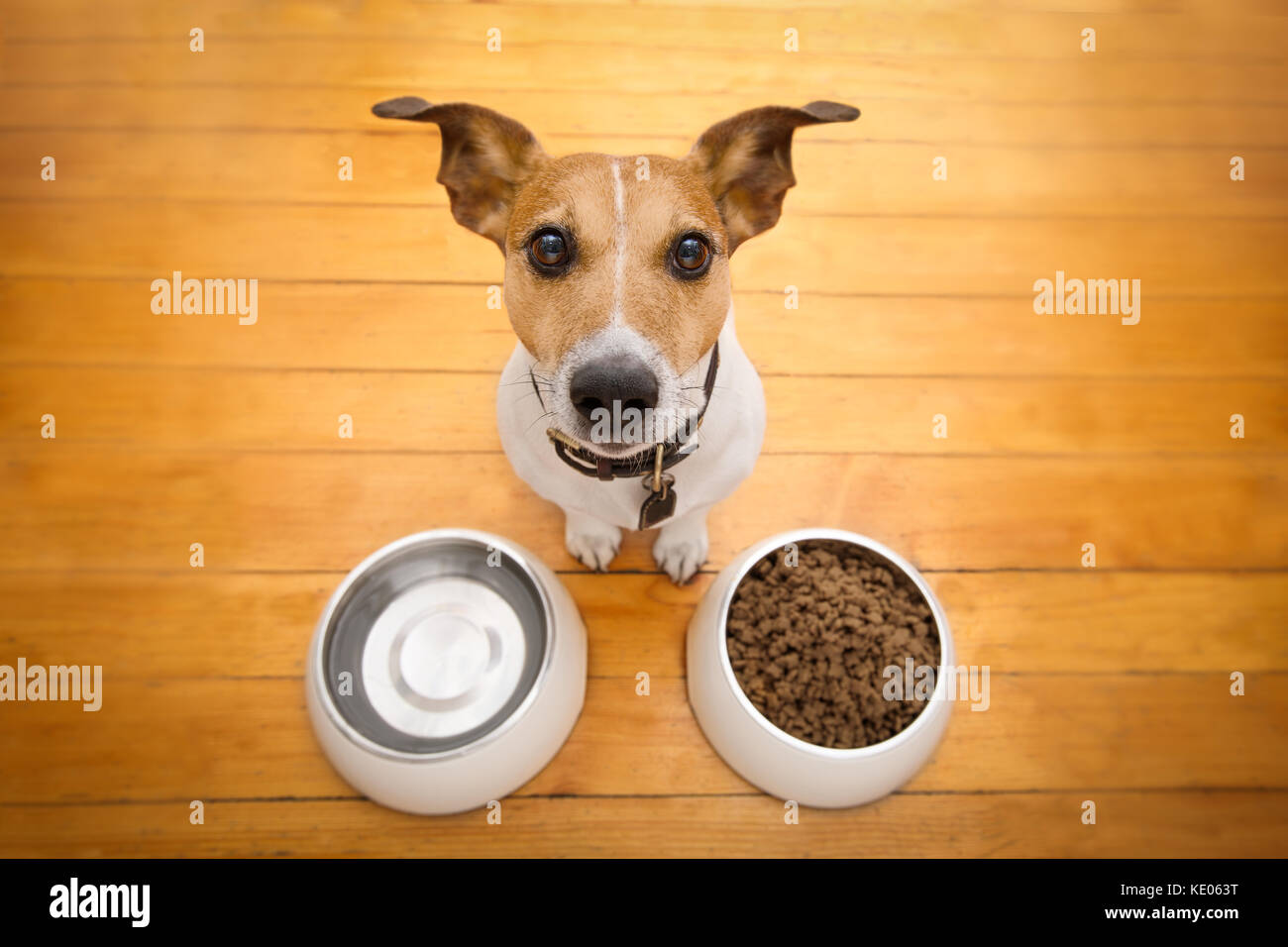 hungry jack russell dog behind food bowl and water bowl, isolated wood