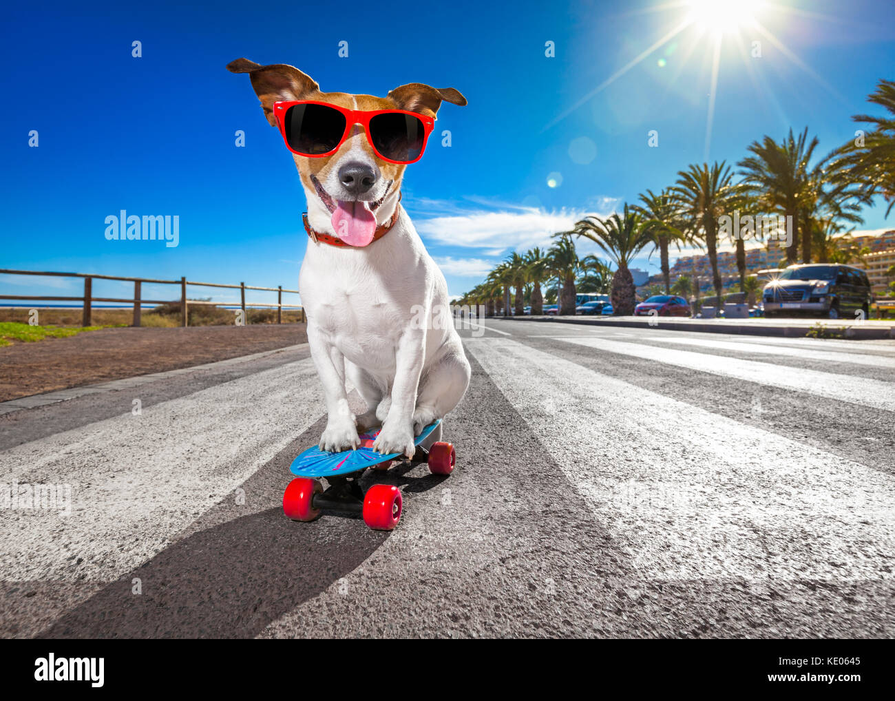 jack russell terrier dog riding a skateboard as a skater , with