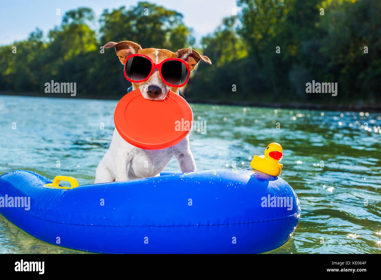 jack russell dog sitting on an inflatable  mattress in water by the  sea, river or lake in summer holiday vacation , rubber plastic toy included Stock Photo