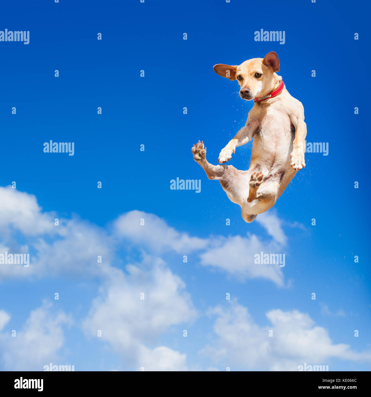 chihuahua dog flying and jumping in the air , blue sky as backdrop