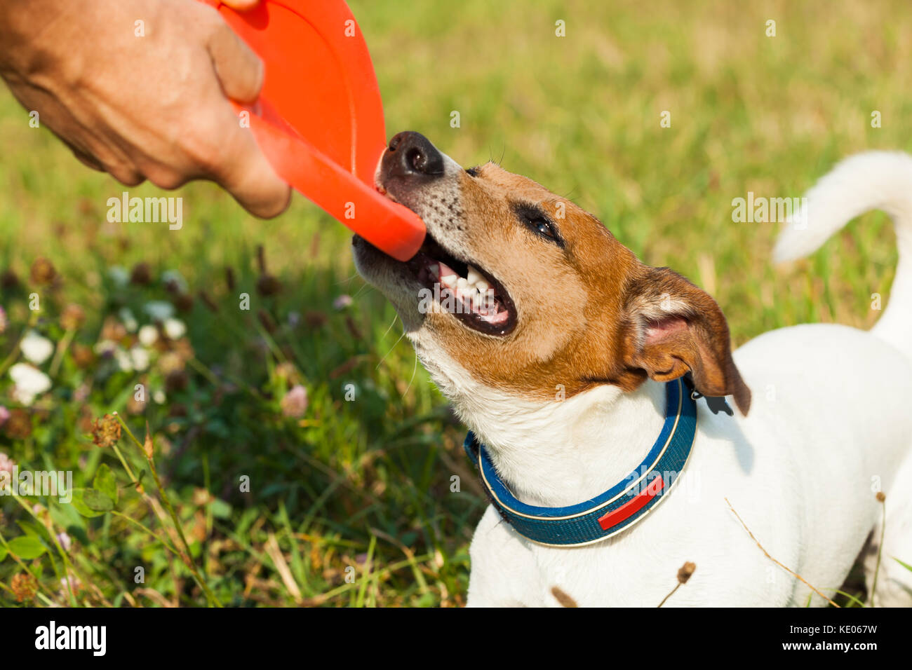 jack russell dog catching a flying disc and fighting with owner for the