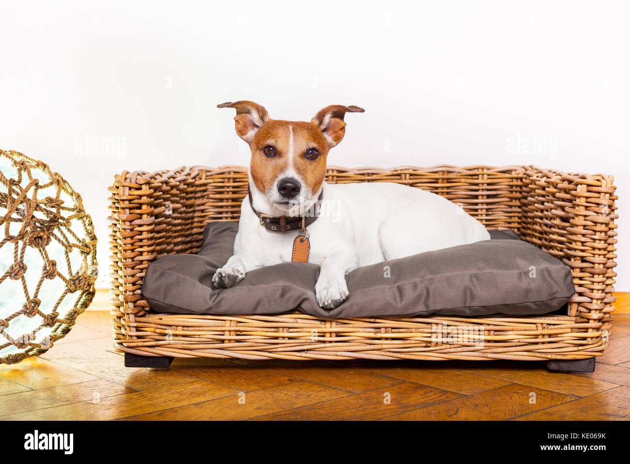 jack russell dog resting or having a siesta in bed in bedroom or