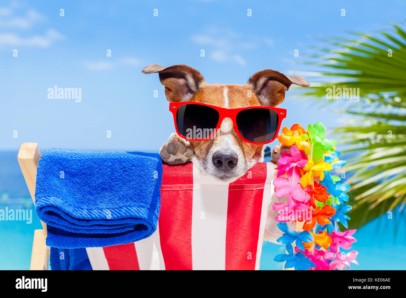 jack russell dog relaxing on a fancy red hammock with sunglasses in summer  vacation holidays at the beach under the palm tree Stock Photo - Alamy