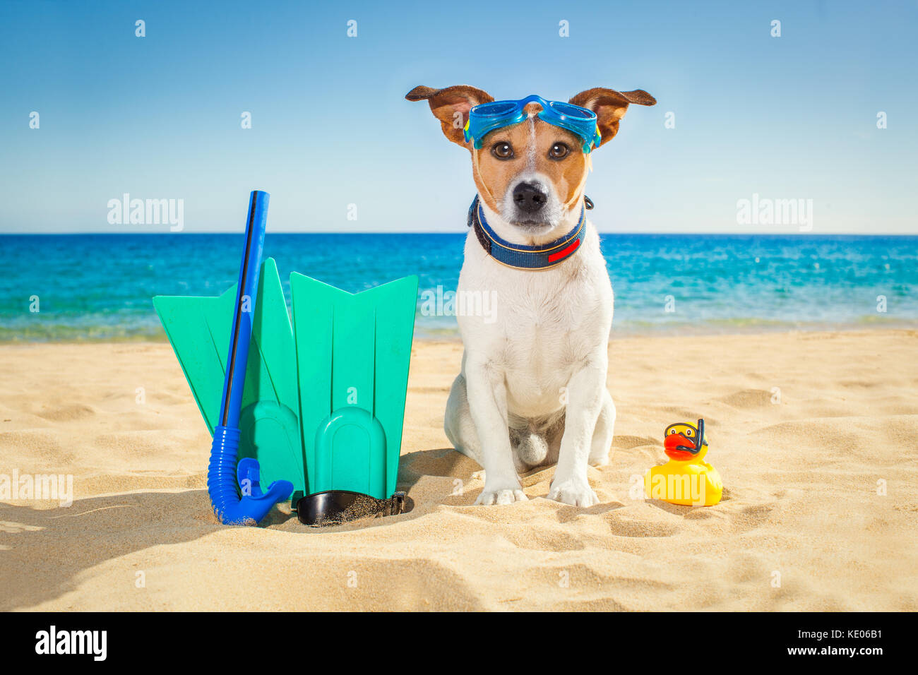 Snorkeling scuba diving jack russell dog with mask snorkel at the beach