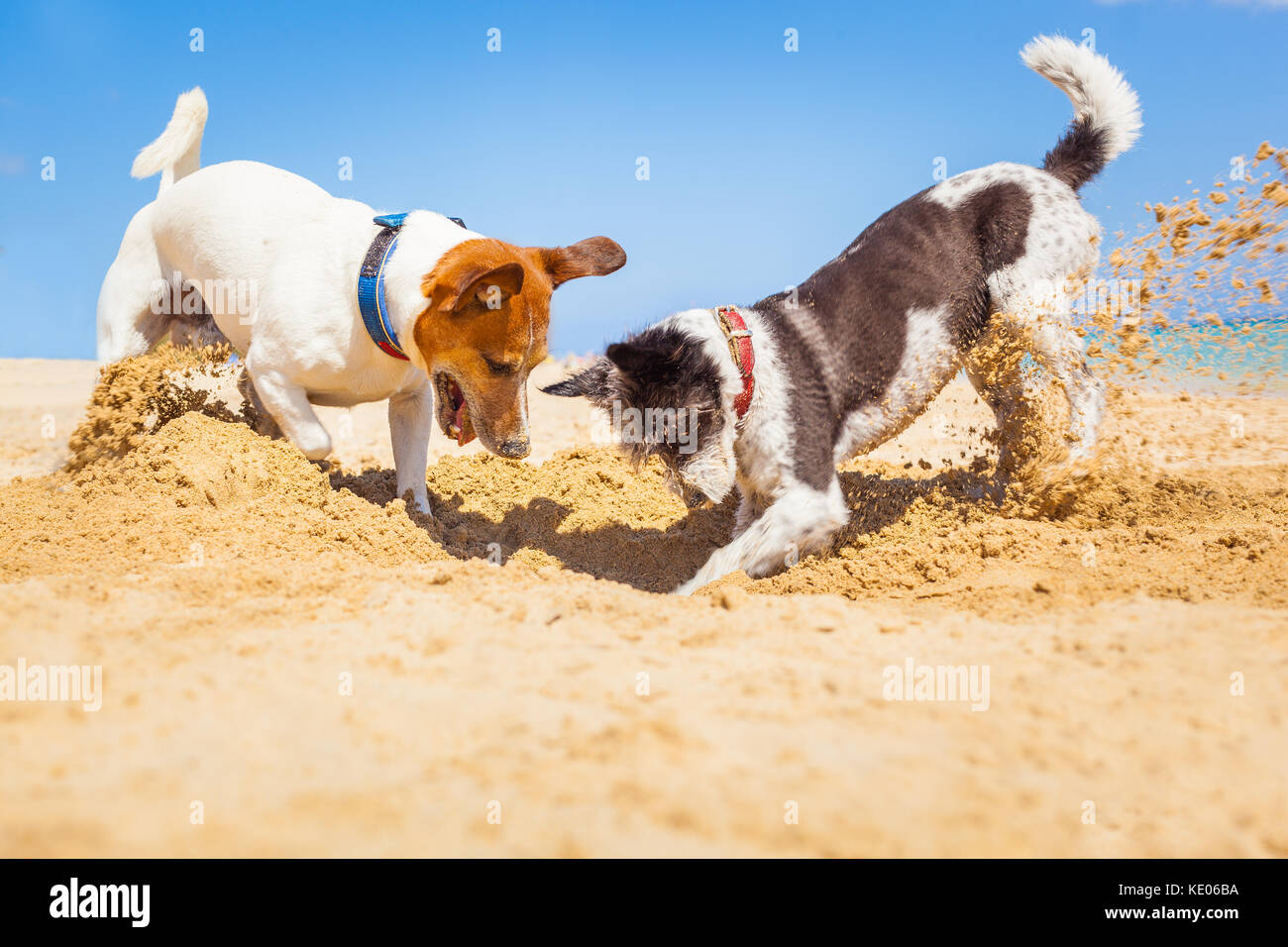 jack russell couple of dogs digging a hole in the sand at the beach on summer holiday vacation