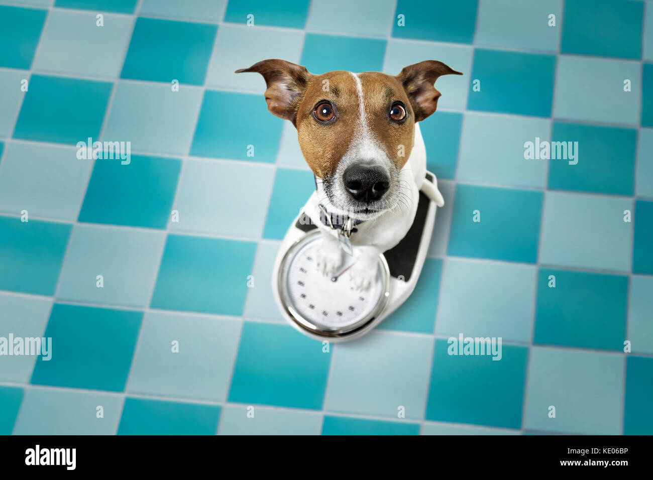 jack russell dog with guilty conscience  for overweight, and to loose weight , standing on a scale, isolated in bathroom floor Stock Photo