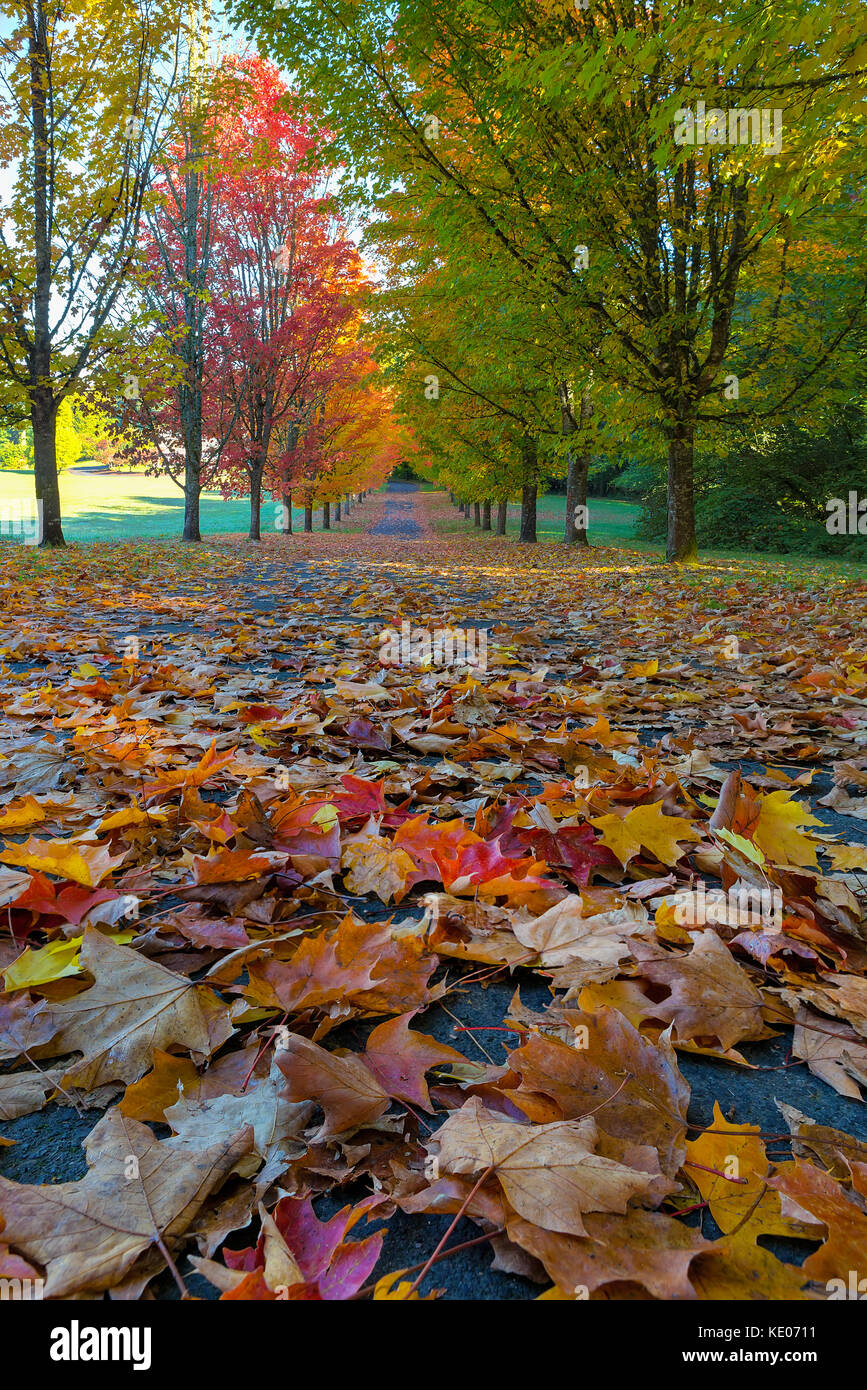 Rows red maple trees pacific hi-res stock photography and images - Alamy