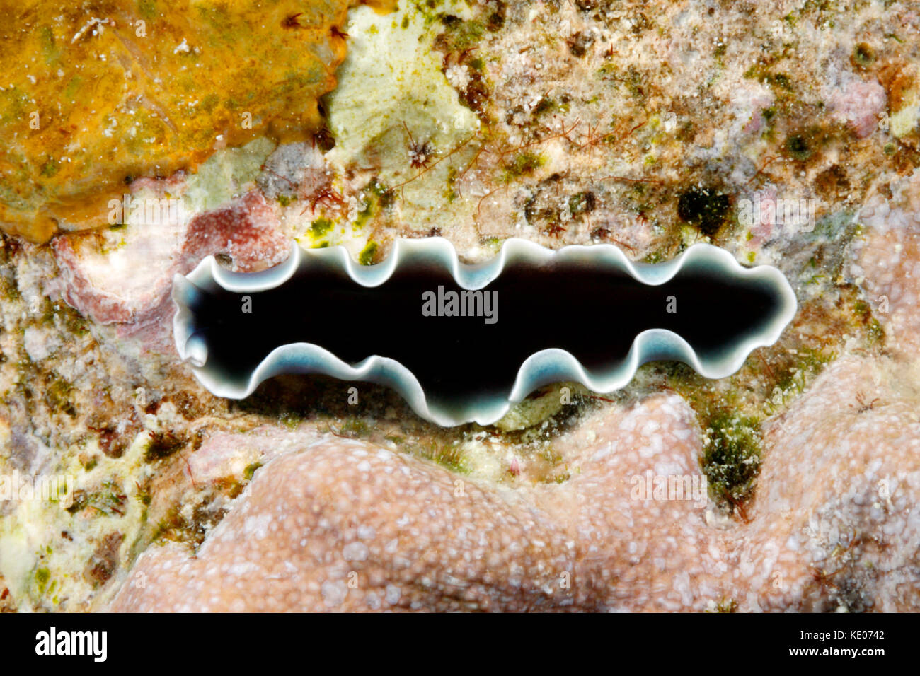 Marine Flatworm, Pseudoceros cf. nov sp. 9 - colour variation. According to experts, this flatworm is not yet described. Stock Photo