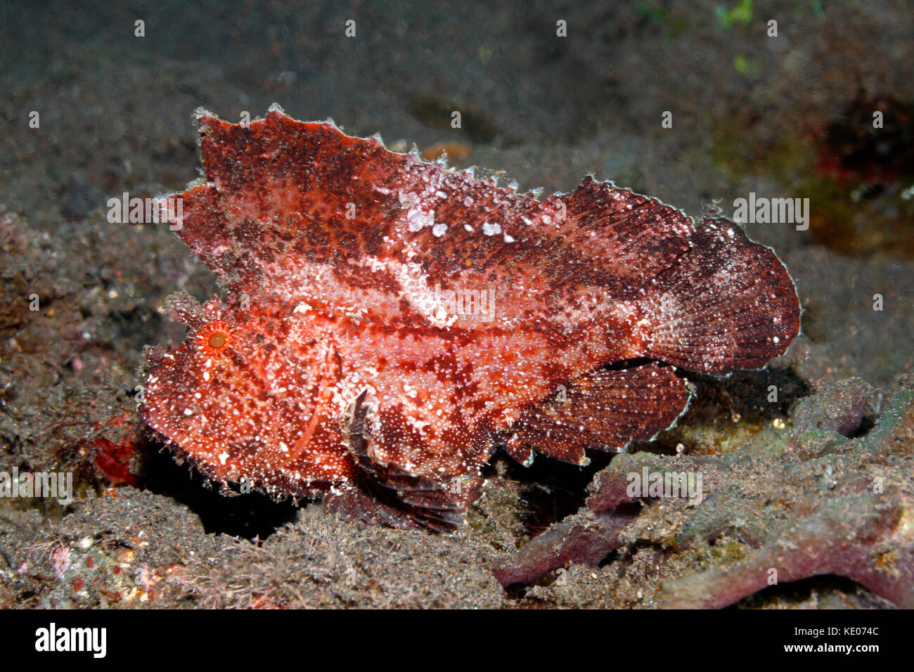 Leaf Scorpionfish, Taenianotus triacanthus, red variation. Also known as a Paperfish and Paper Scorpionfish. Tulamben, Bali, Indonesia. Bali Sea, Indi Stock Photo