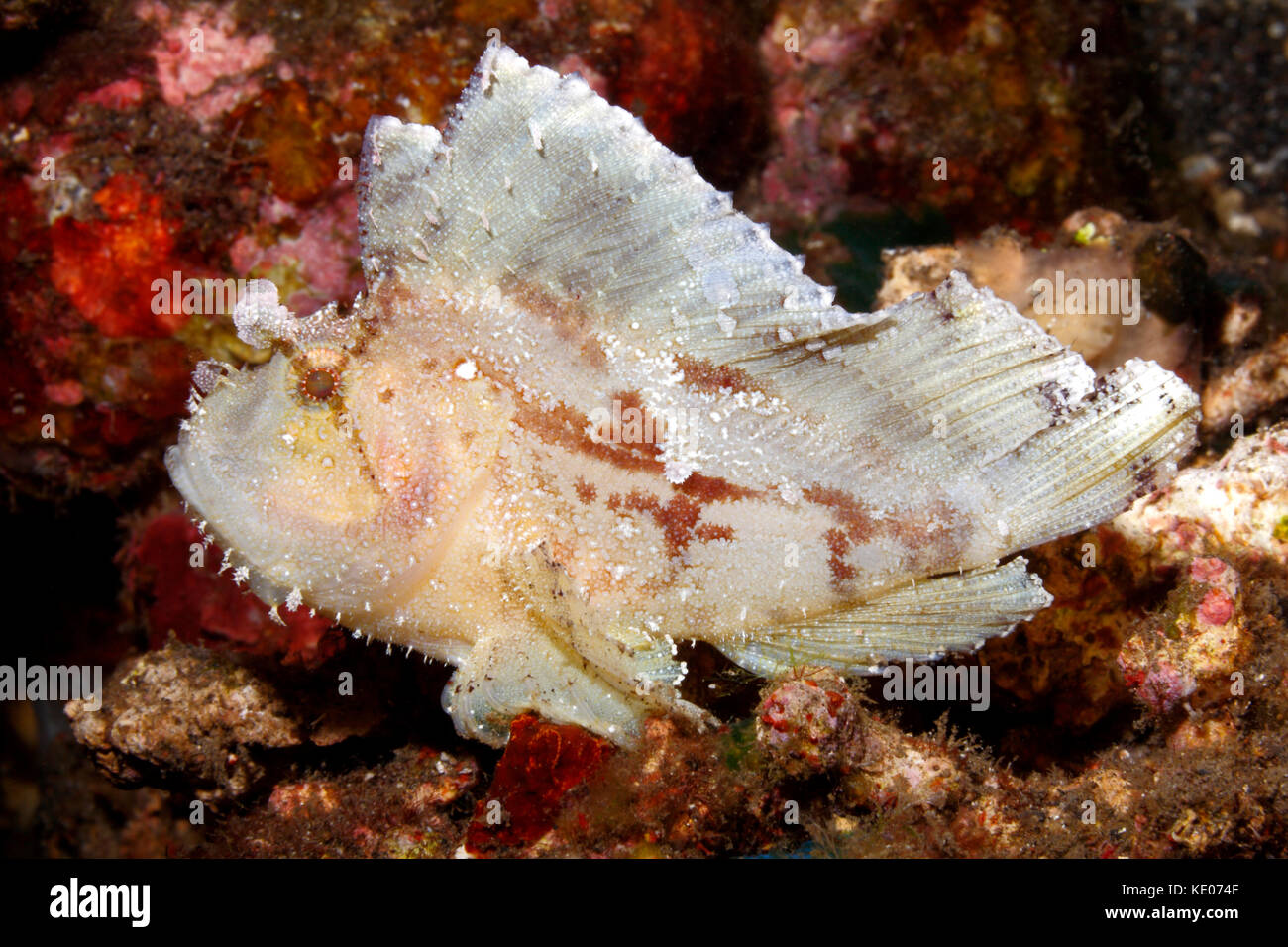 Leaf Scorpionfish, Taenianotus triacanthus, white variation. Also known as a Paperfish and Paper Scorpionfish. Tulamben, Bali, Indonesia. Stock Photo