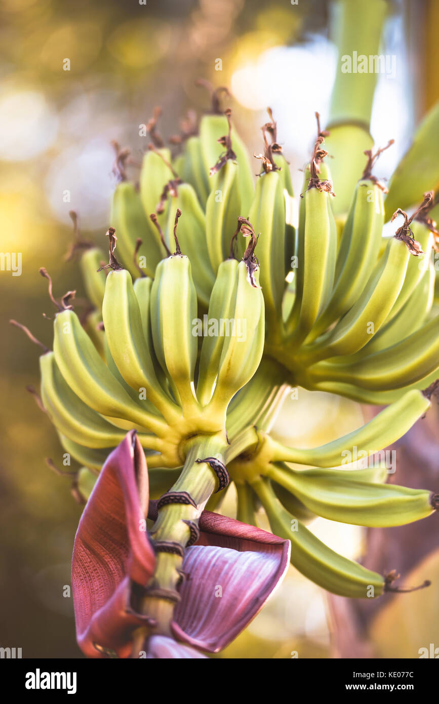 Bunch of outdoor banana in nature. Stock Photo