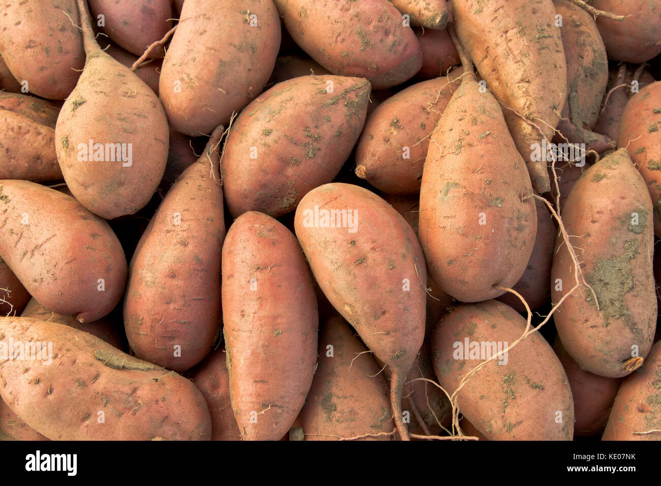 Kamote tubers, cultivar of Sweet Potatoes 'Ipomoea batatas', Philippine medicinal herbal plant. Stock Photo