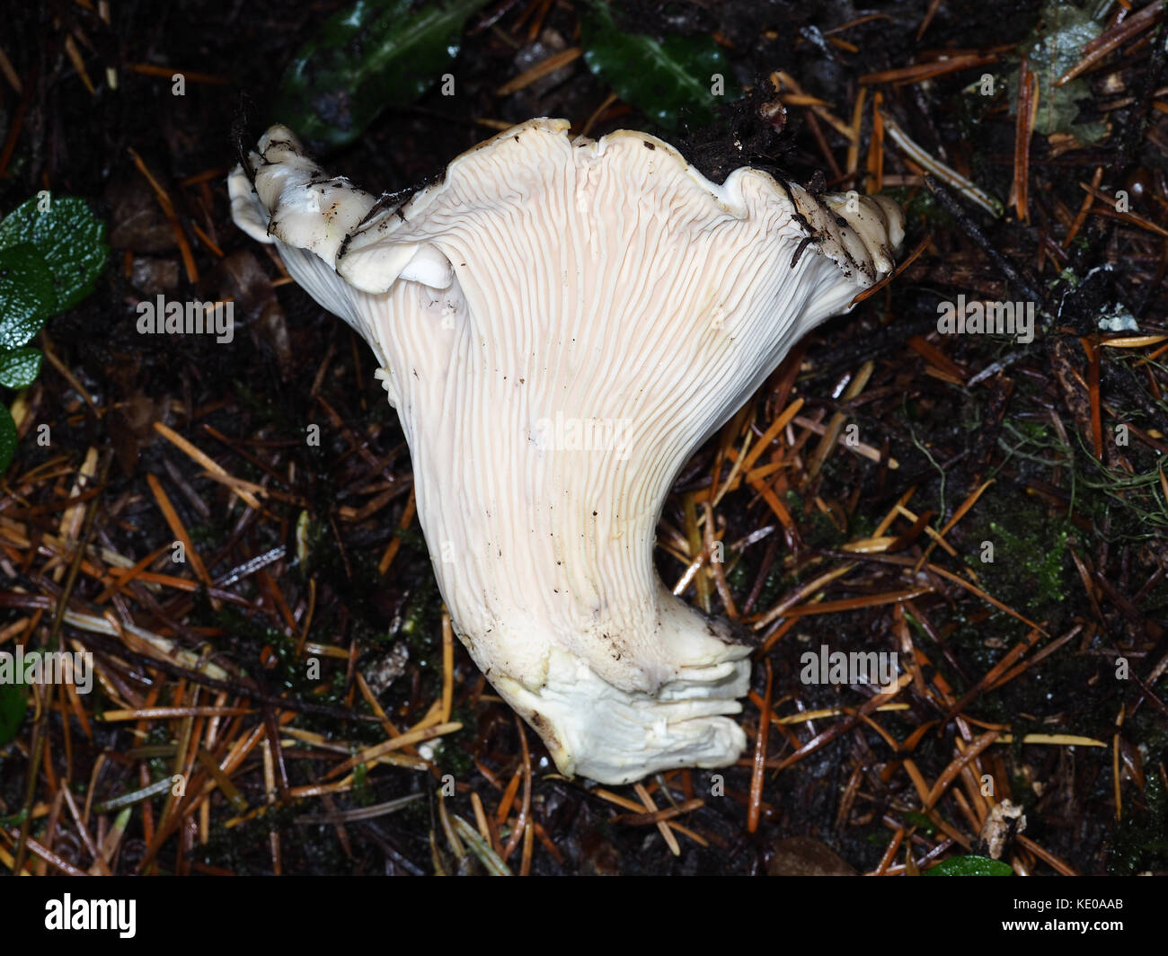 Harvested wild white chanterelle (Cantharellus subalbidus - choice edible mushroom) lying on the ground in a Pacific Northwest forest Stock Photo