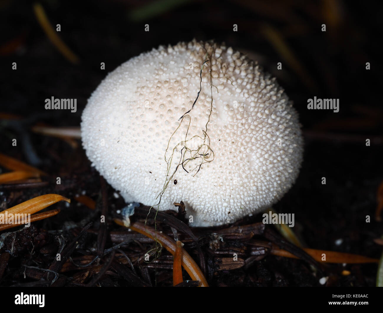 Edible gem-studded puffball mushroom (Lycoperdon perlatum) growing in a Pacific Northwest forest Stock Photo