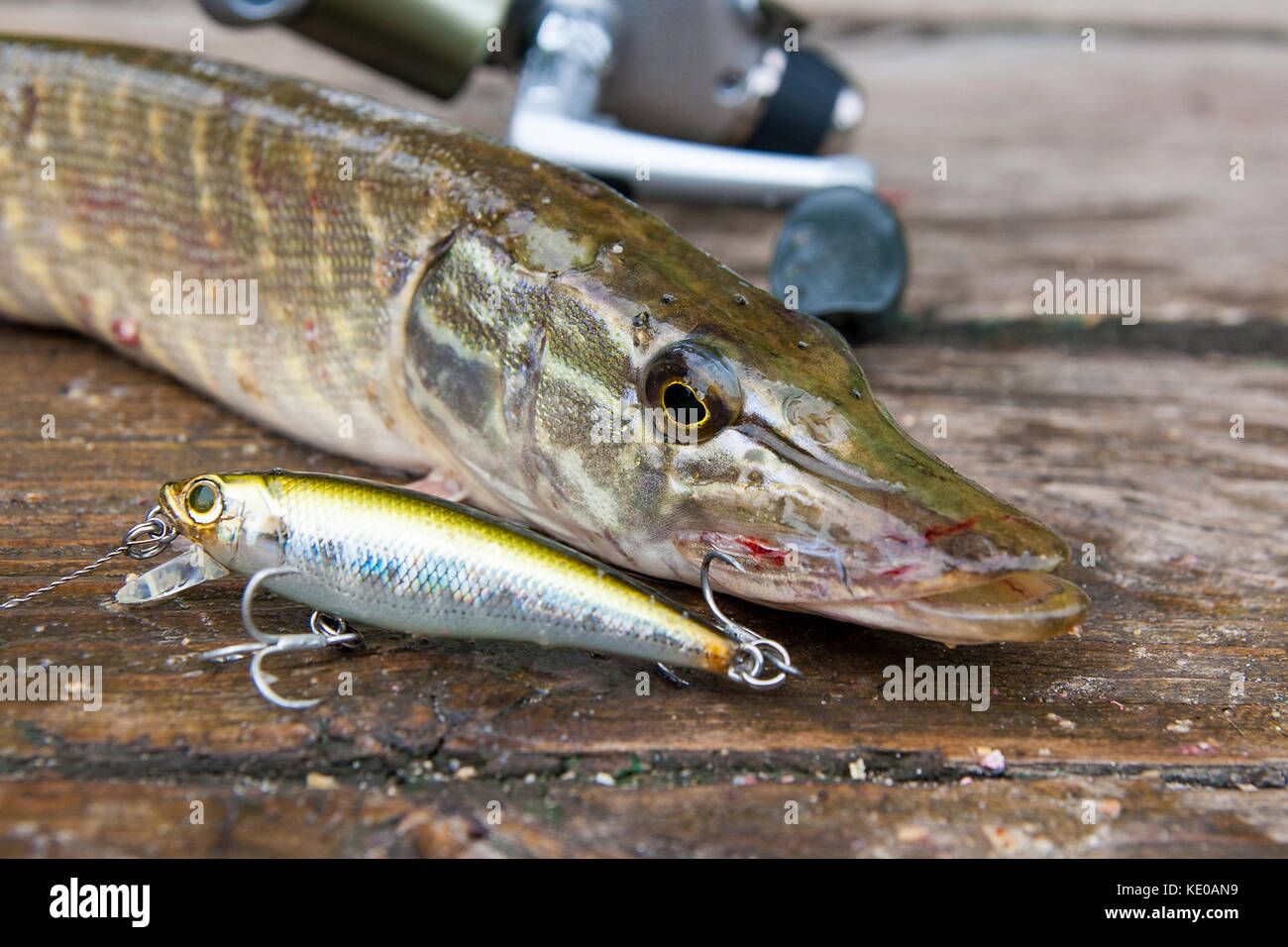 Northern pike on fishing rod hi-res stock photography and images - Alamy