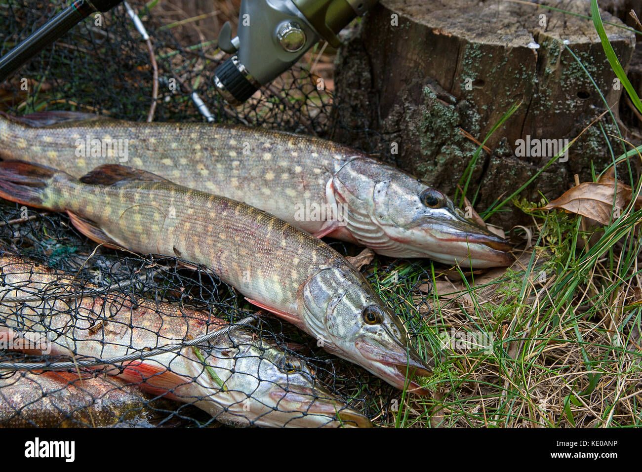 Freshwater Northern pike fish know as Esox Lucius lying on landing