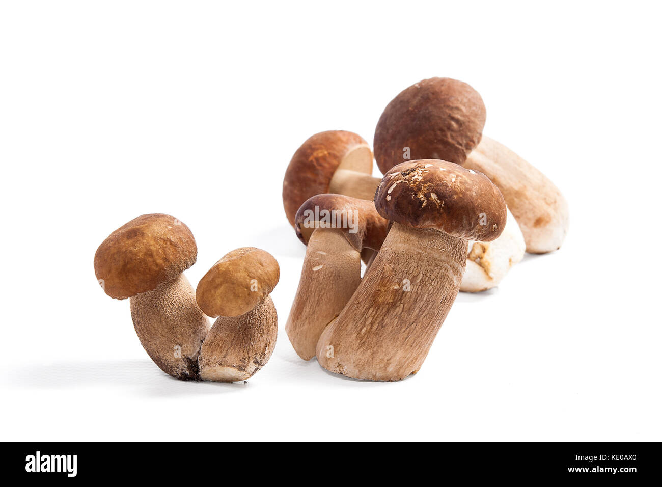 Harvested at autumn amazing edible mushrooms boletus edulis (king bolete) known as porcini mushrooms. Porcini mushrooms in front and several on back b Stock Photo