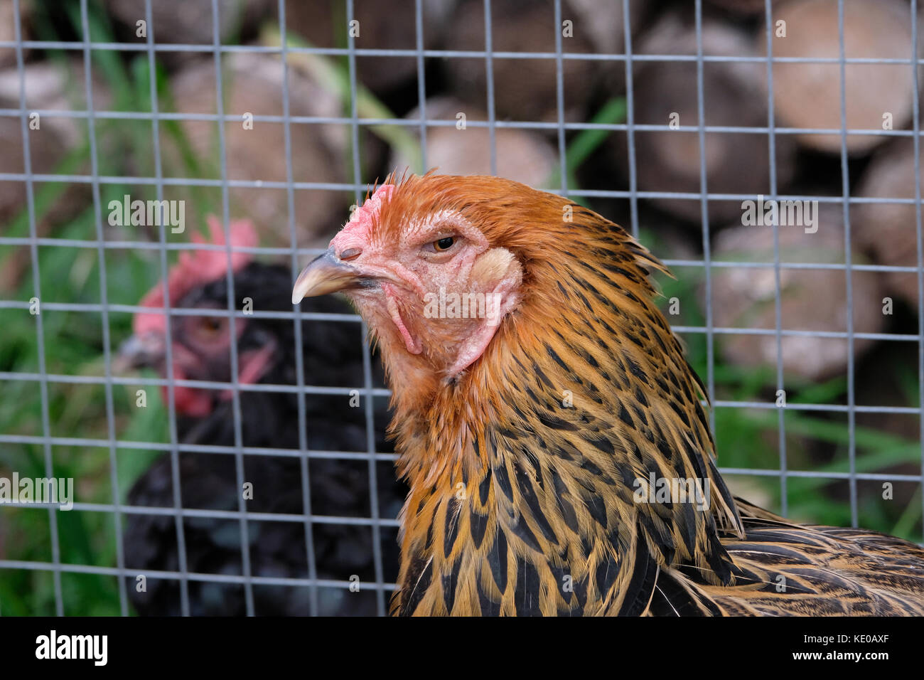 Brahma chicken coop hi-res stock photography and images - Alamy