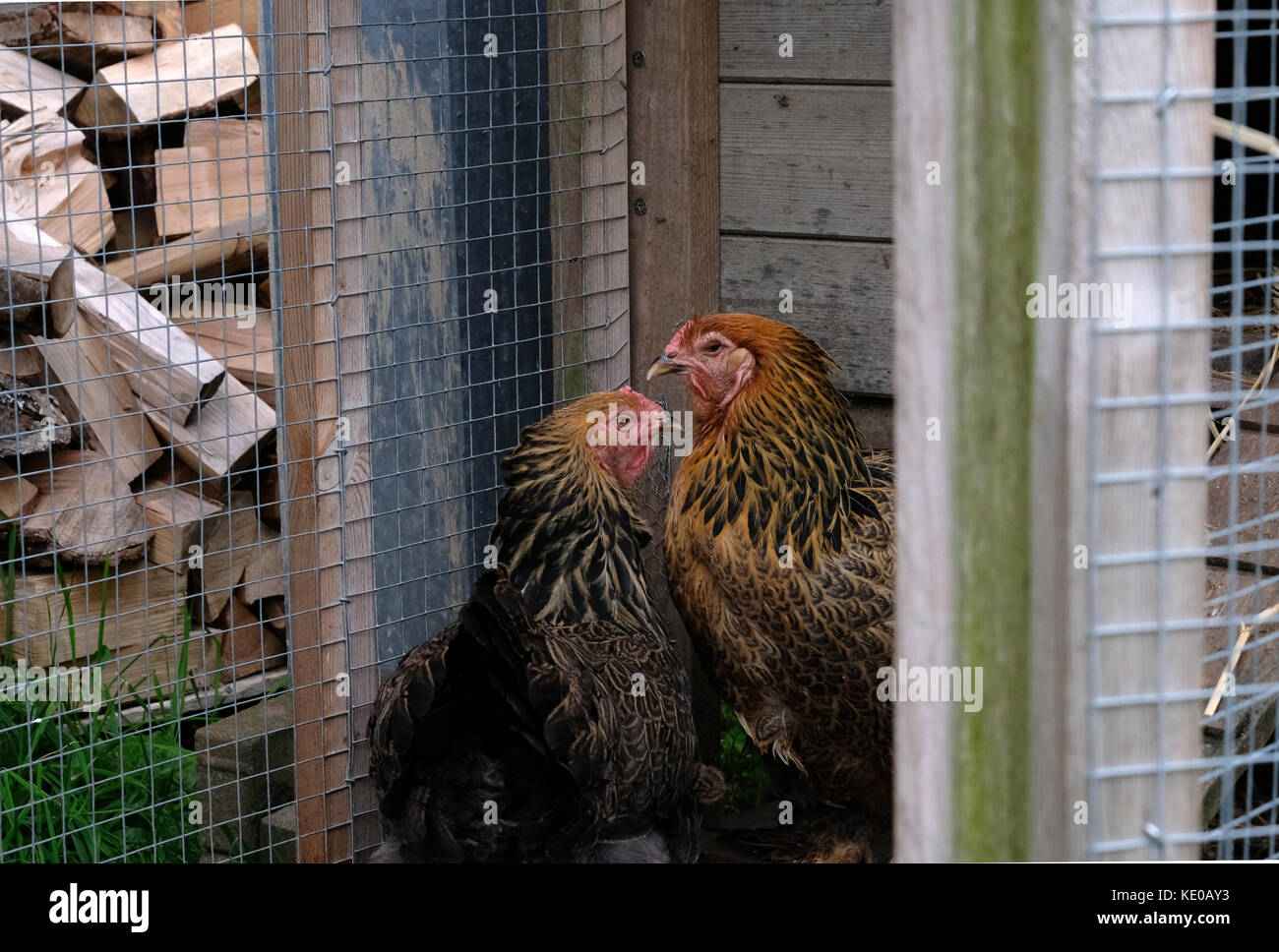 Two Large Free Range Brahma Hens Photographed In Chicken Coop Stock