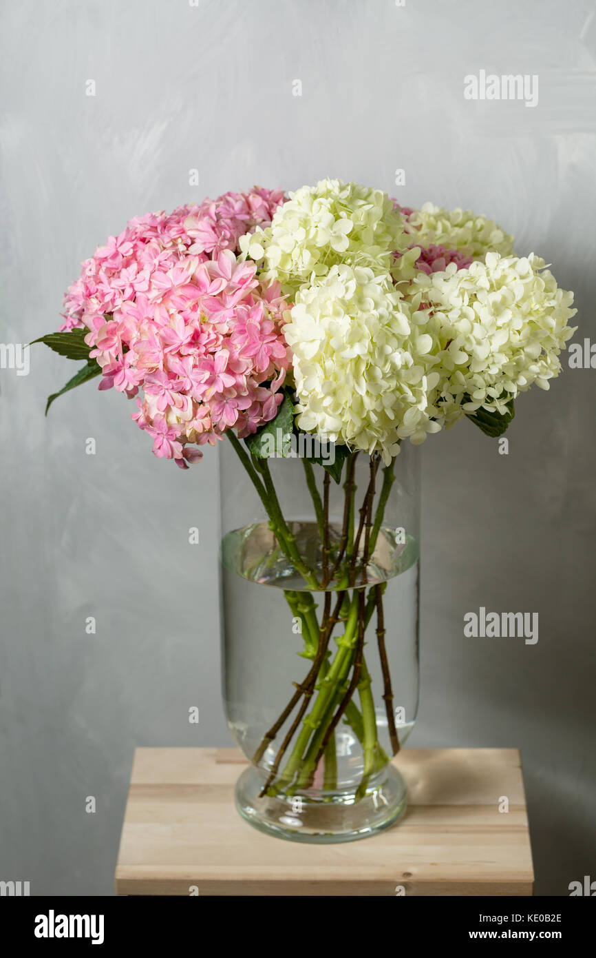 hydrangeas in a glass vase. Hydrangeas produce larger mop heads made up