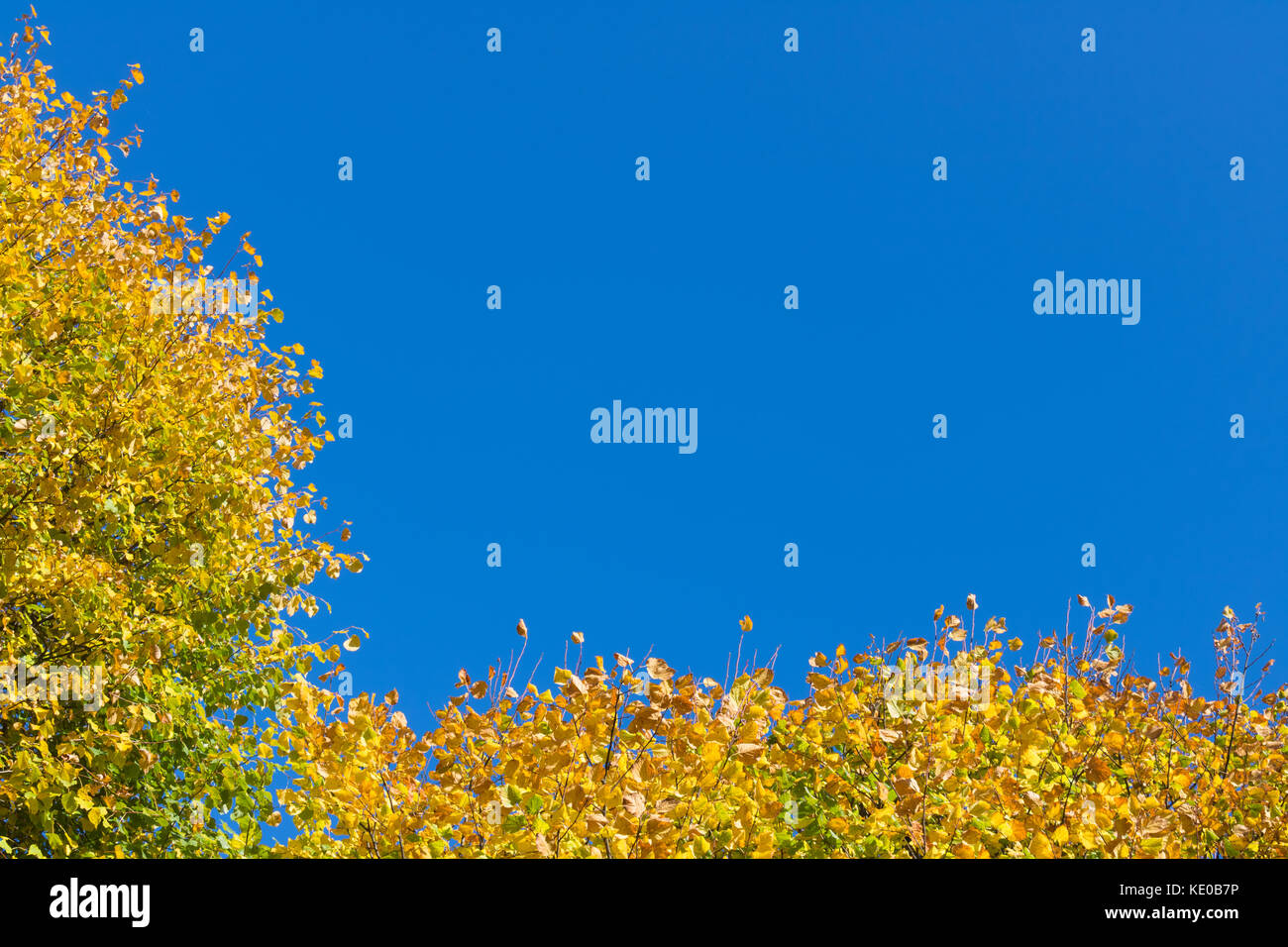 Autumn Landscape, trees and leaf Stock Photo - Alamy