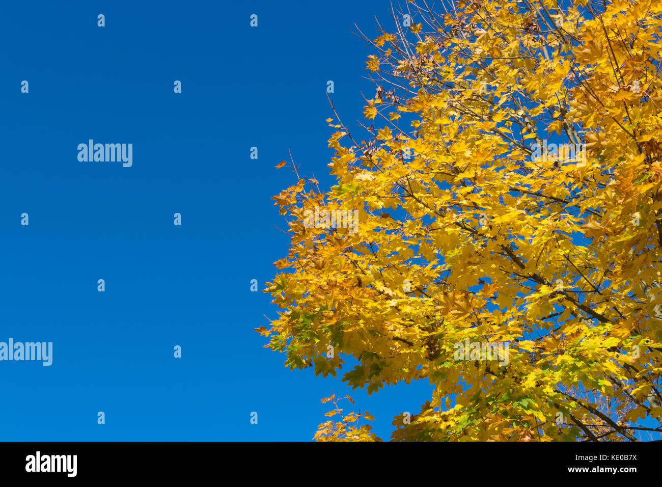 Autumn leaves against blue sky background. Golden Forest Stock Photo ...