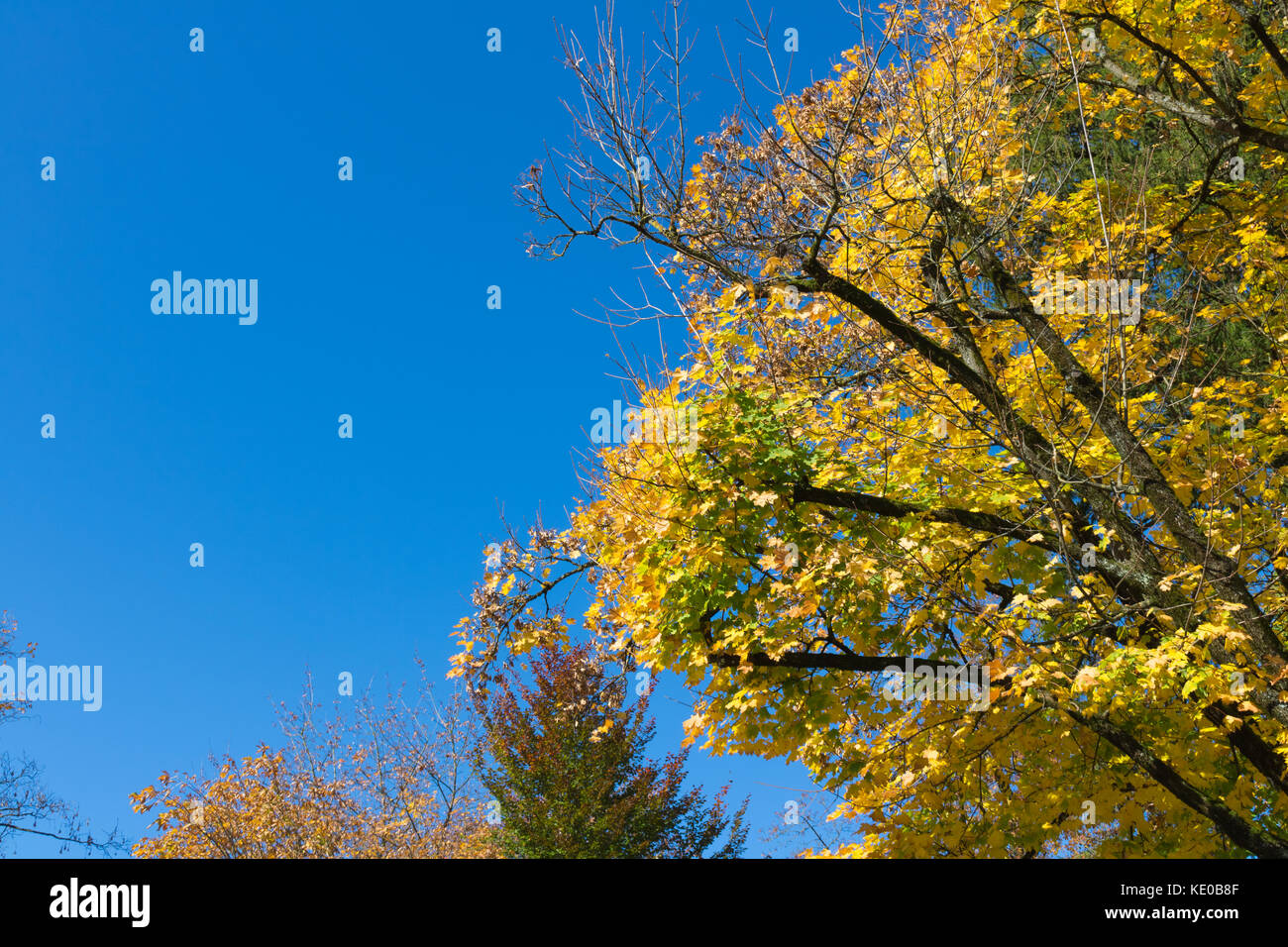 Autumn leaves against blue sky background. Golden Forest Stock Photo ...
