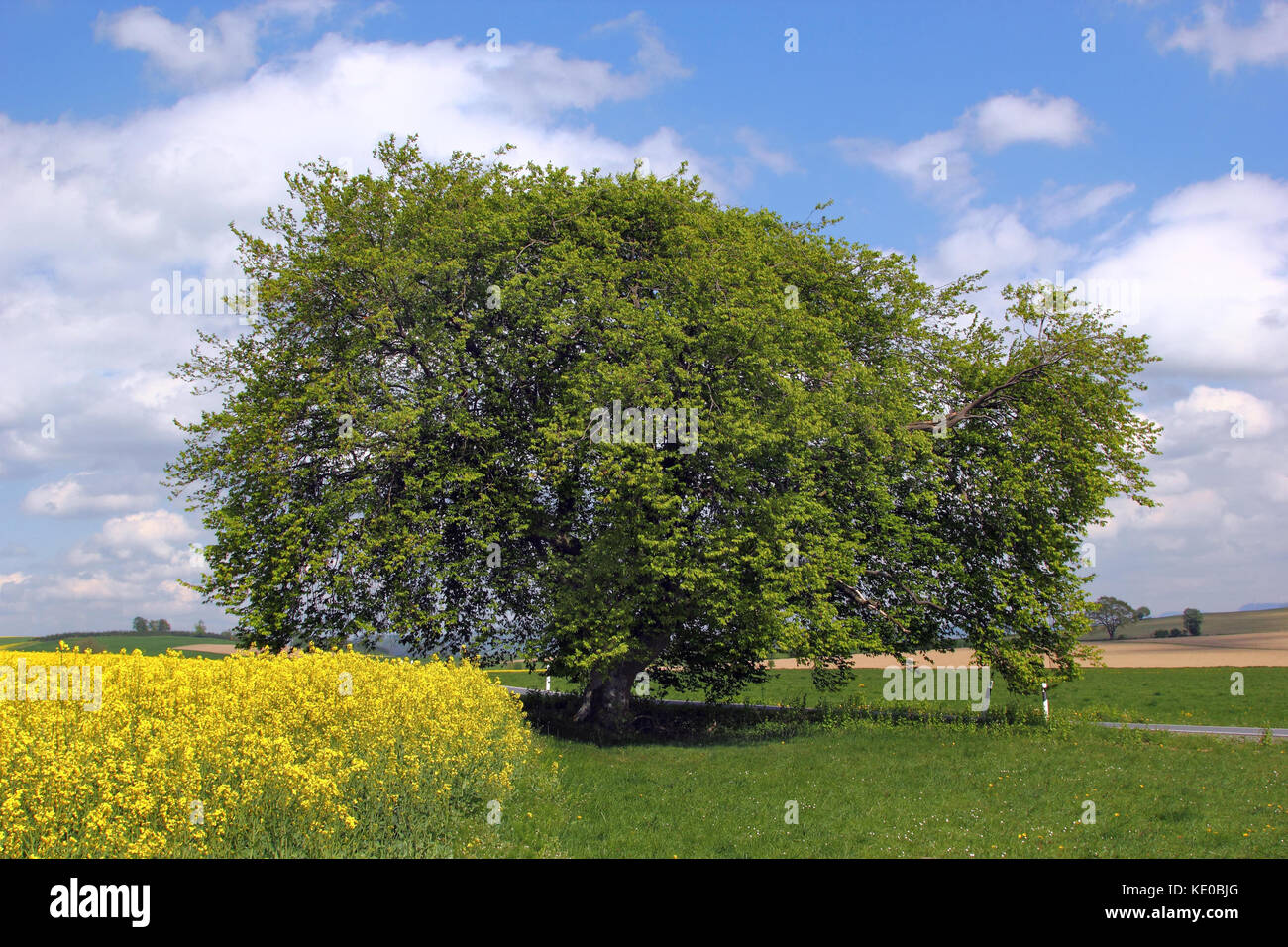 hornbeam (carpinus betulus) at eslohe-büenfeld, hochsauerlandkreis, nrw, germany / hainbuche (carpinus betulus) in eslohe-büenfeld, hochsauerlandkreis Stock Photo