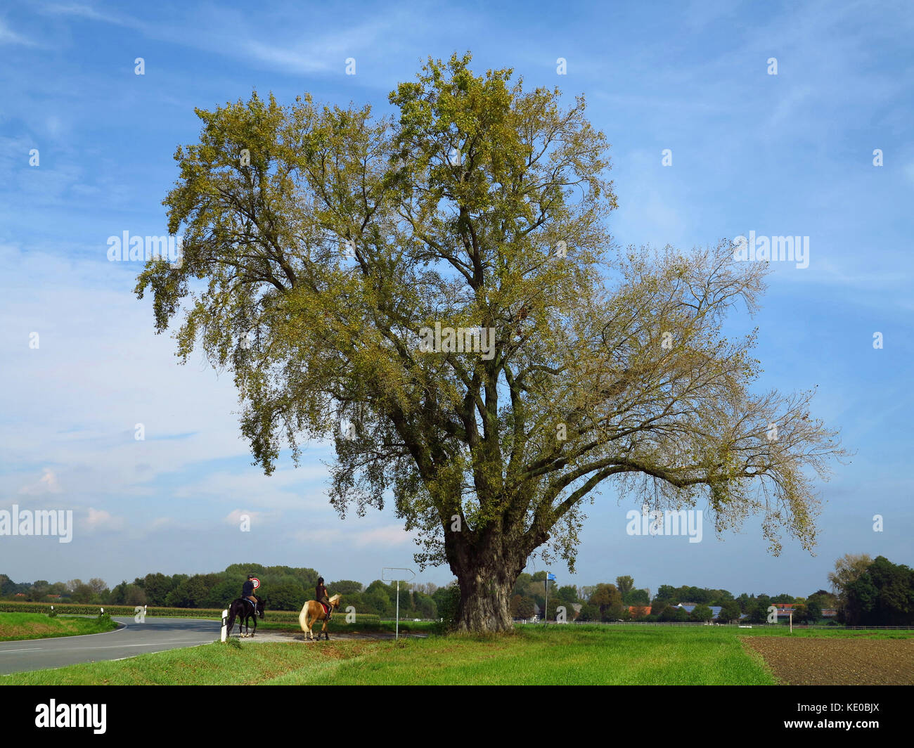 black poplar (populus nigra) near weslarn, bad sassendorf, kreis soest, nrw, germany / schwarz-pappel (populus nigra) bei weslarn, bad sassendorf, kre Stock Photo