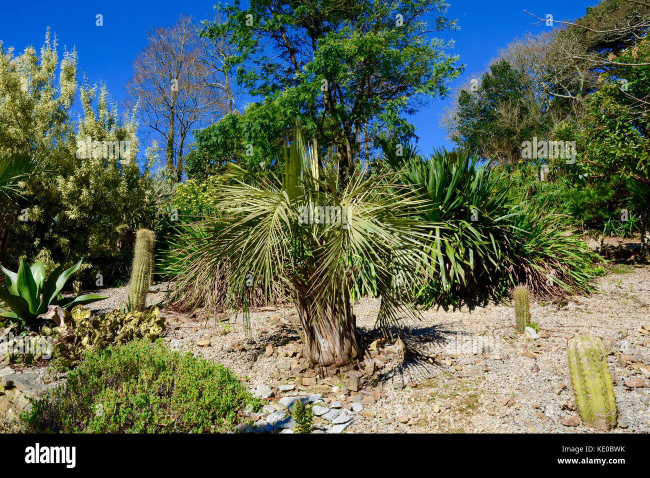 Tremenheere Sculpture Gardens Cornwall UK Stock Photo Alamy